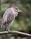 Black crowned Night-heron bird stock photo.  Black crowned Night-heron juvenile bird closeup profile bokeh background. Portrait. Royalty Free Stock Photo