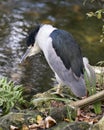 Black crowned Night-heron bird stock photo.  Black crowned Night-heron adult bird closeup profile view water and foliage Royalty Free Stock Photo