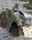 Black crowned Night-heron bird stock photo.  Black crowned Night-heron adult bird closeup profile view bokeh background Royalty Free Stock Photo