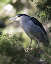 Black crowned Night-heron bird stock photo.  Black crowned Night-heron adult bird perched closeup profile bokeh background Royalty Free Stock Photo