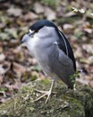 Black crowned Night-heron bird stock photo.  Black crowned Night-heron adult bird closeup profile view with bokeh background Royalty Free Stock Photo