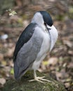 Black crowned Night-heron bird stock photo.  Black crowned Night-heron adult bird closeup profile view with bokeh background Royalty Free Stock Photo