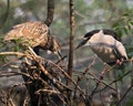 Black-crowned Night Heron bird Stock Photos. Image. Portrait. Picture. Close-up view Adult and juvenile perched. Bokeh background. Royalty Free Stock Photo