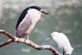 Black crowned night heron Royalty Free Stock Photo