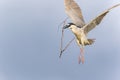 A Black-crowned Night Heron suspended in flight carrying a nesting stick Royalty Free Stock Photo