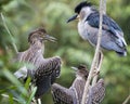 Black crowned Night-heron bird.  Adult and babies night heron perched with spread wings. Royalty Free Stock Photo