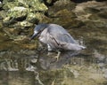 Black crowned Night-heron stock photo. Image. Picture. Photos. Bathing in water with moss background rocks. Bird reflection