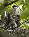 Black Crowned Night-heron Bird. Black Crowned Night-heron Adult Bird With Babies On The Nest. Baby Black-crowned Night Heron Bird