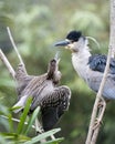 Black crowned Night-heron bird. Black crowned Night-heron adult bird with babies on the nest feeding babies.  Blur background. Royalty Free Stock Photo