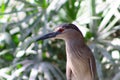 Black-crowned night heron bird closeup Royalty Free Stock Photo