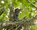 Black Crowned Night-heron Bird Image, Portrait. Baby Birds On The Nest. Blur Background.