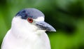 Heron or Black-crowned night heron bird Nycticorax nycticorax close head portrait. Bird white black plumage bright red eyes