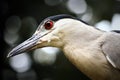 Black-crowned night heron bird Nycticorax nycticorax close up detail head photo