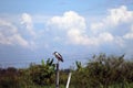 Black-crowned night heron bird perching on the top of dried bamboo with green tree and blue sky. Royalty Free Stock Photo