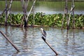 Black-crowned night heron bird perching on the top of dried bamboo in the river with green water hyacinth. Royalty Free Stock Photo