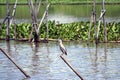 Black-crowned night heron bird perching on the top of dried bamboo in the river with green water hyacinth. Royalty Free Stock Photo