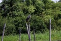 Black-crowned night heron bird perching on the top of dried bamboo. Royalty Free Stock Photo