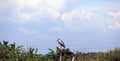 Black-crowned night heron bird perching on the top of dried bamboo. Royalty Free Stock Photo