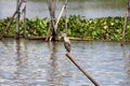 Black-crowned night heron bird perching on the top of dried bamboo in the river. Royalty Free Stock Photo