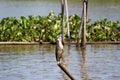 Black-crowned night heron bird perching on the top of dried bamboo in the river. Royalty Free Stock Photo