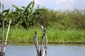 Black-crowned night heron bird perching on the top of dried bamboo with river and green tree. Royalty Free Stock Photo