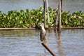 Black-crowned night heron bird perching on the top of dried bamboo in the river. Royalty Free Stock Photo