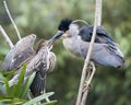 Black crowned Night-heron bird photo, image. Black crowned Night-heron adult bird feeding babies on the nest. Royalty Free Stock Photo