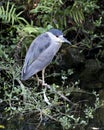 Black crowned Night-heron bird photo. Image. Picture. Portrait. Perched. Blue and white colour. Foliage background. Beautiful bird Royalty Free Stock Photo