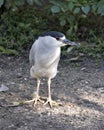 Black crowned Night-heron bird stock photo.  Black crowned Night-heron adult bird closeup profile bokeh background. Portrait. Royalty Free Stock Photo