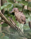 Black crowned Night-heron bird stock photo.  Black crowned Night-heron adult bird closeup profile bokeh background. Portrait. Royalty Free Stock Photo