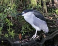 Black crowned Night-heron bird stock photo.  Black crowned Night-heron adult bird closeup profile foliage background. Portrait. Royalty Free Stock Photo