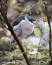 Black crowned Night-heron bird stock photo.  Black crowned Night-heron adult bird closeup profile perched bokeh background. Royalty Free Stock Photo