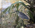 Black-Crowned Night-Heron Bird Stock Photos.  Black-Crowned Night-Heron bird close-up. Profile view. Black-Crowned Night-Heron Royalty Free Stock Photo