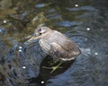 Black crowned Night-heron bird stock photos. Image. Picture. Portrait. Juvenile bird. Bathing in water. Water background