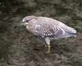 Black crowned Night-heron bird stock photos. Image. Picture. Portrait. Juvenile bird. Standing in water. Looking to the left side