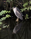 Black crowned Night-heron bird Stock Photos. Image. Portrait. Picture. Standing in the water with a reflection. Blue and White