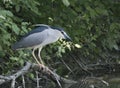 Black crowned night heron