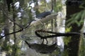 Black-crowned night heron on branch in water with fish in beak Royalty Free Stock Photo