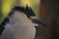 Black-Crowned Night Heron