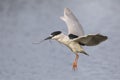 Black-crowned Night Heron carrying nesting material - Venice, Florid