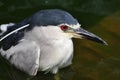 Black-crowned Night Heron close-up Royalty Free Stock Photo