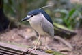 Black-crowned night heron Royalty Free Stock Photo