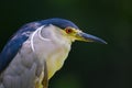 Black-Crowned Night Heron Royalty Free Stock Photo