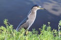 Black Crowned Night Heron Royalty Free Stock Photo