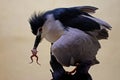 A black-crowned night heron is eating a frog. Royalty Free Stock Photo