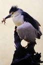 A black-crowned night heron is eating a frog. Royalty Free Stock Photo