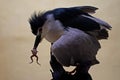 A black-crowned night heron is eating frog. Royalty Free Stock Photo