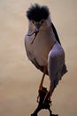 A black-crowned night heron is eating frog. Royalty Free Stock Photo