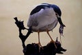 A black-crowned night heron is eating a rat. Royalty Free Stock Photo