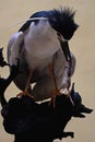 A black-crowned night heron is eating a rat. Royalty Free Stock Photo